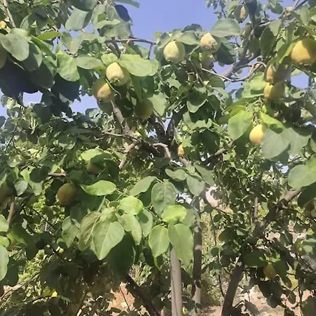 בקתה Ciftlik Ve Dag Evi - Canerbey